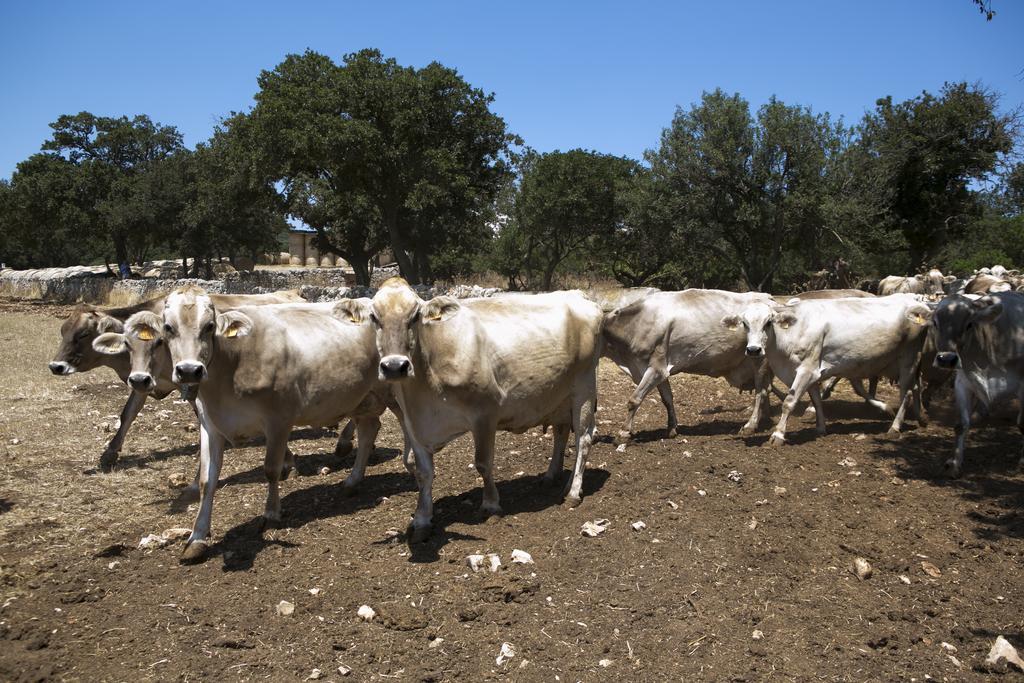 Masseria Cappella Martina Franca Dış mekan fotoğraf